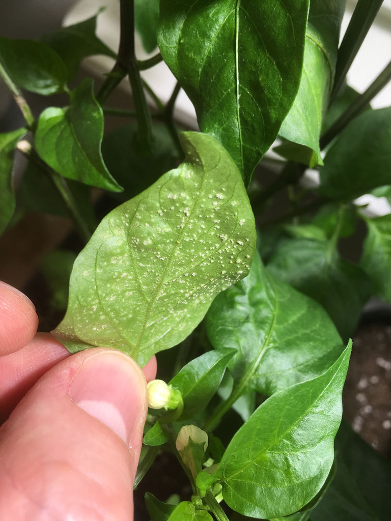 Ødem - hva er det og hvordan kan jeg bli kvitt det?