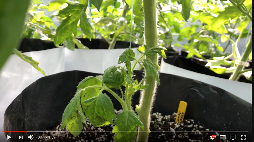 Tomatoes - how to clone your plants
