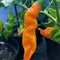 Aji Colorado Orange