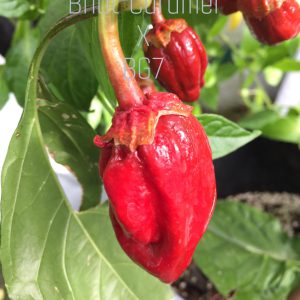 Caramel Bhut Jolokia x BG 7