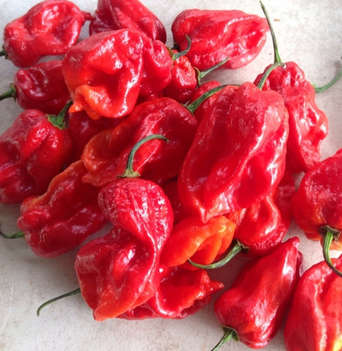 Carboruga Red