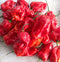 Carboruga Red