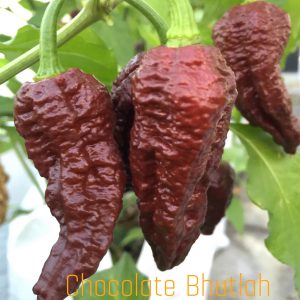 Chocolate Bhutlah SN