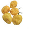 Yellow Habanero Arctic Strain