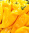 Golden Marconi
