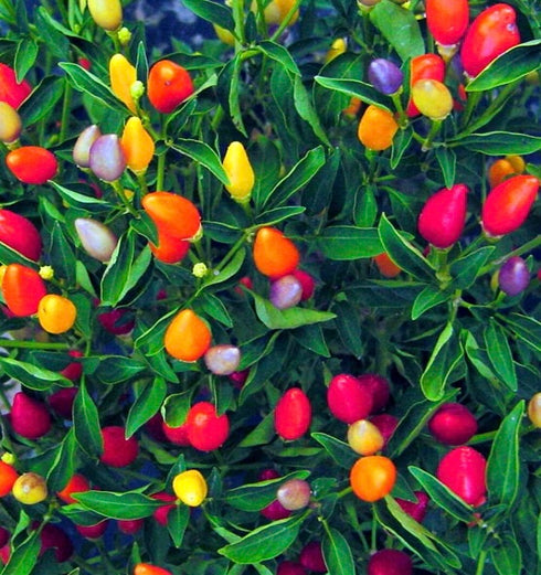 Bolivian Rainbow Multicolour