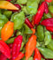 Piment Vegetarien
