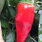 Giant Jalapeño Arctic Chili