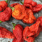 Pink Tiger x Moruga Yellow F3