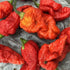 Pink Tiger x Moruga Yellow F3