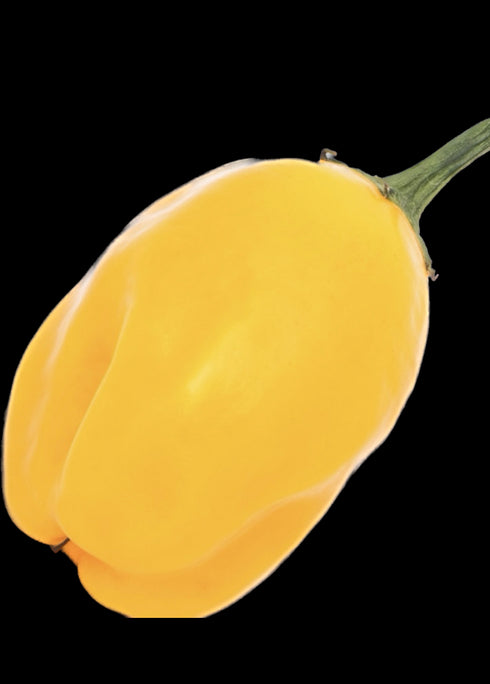 El Oro De Ecuador