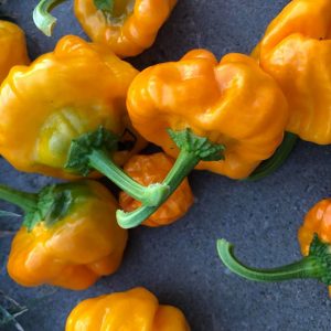 Jamaican Scotch Bonnet Yellow