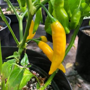 Aji Lemondrop DSRP