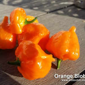 Orange Blob