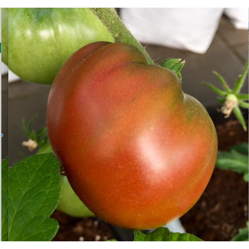 Greek Biff Tomat