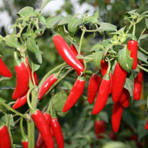 Serrano Pepper
