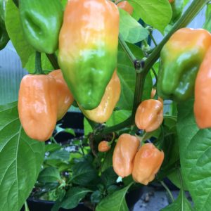 Habanero Dulce