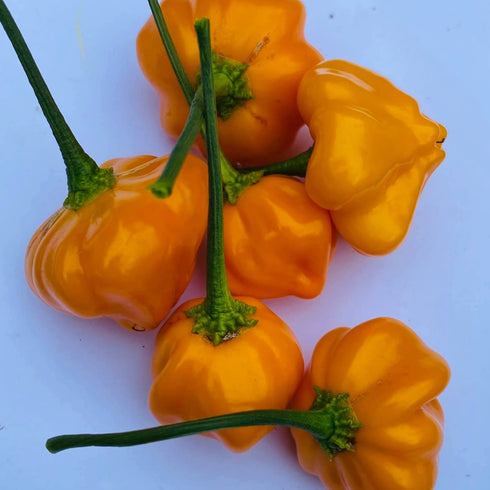 Brazilian Starfish Yellow