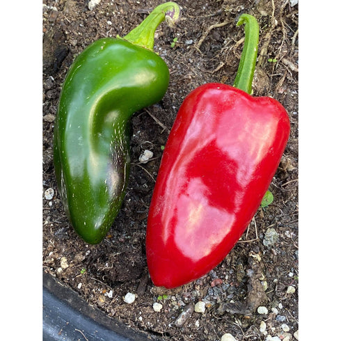 Jalapeno Mucho Nacho