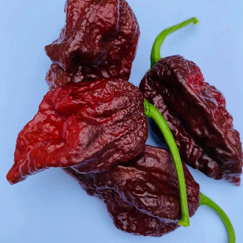 Giant Naga Black