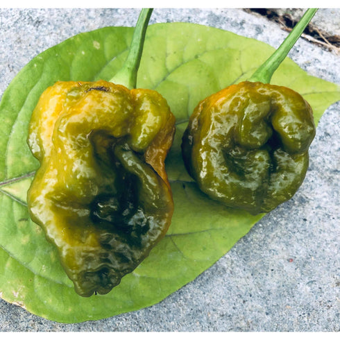 Bhut Jolokia Mustard