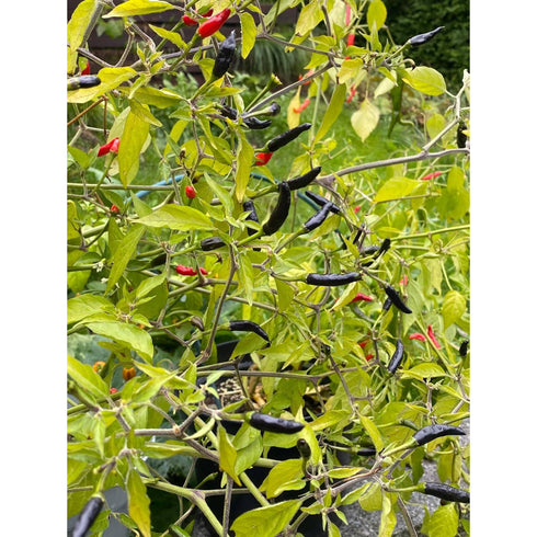 Goat Weed