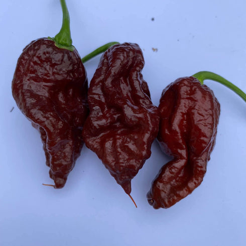 Carboruga Chocolate
