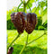 Scotch Bonnet x WHP