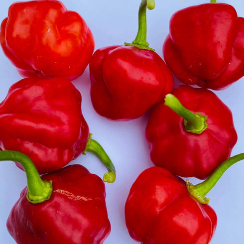 Aji Dulce Sweet Juicy Pop