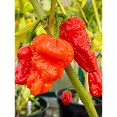 Red Bhutlah CS