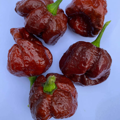 Brainstrain Chocolate