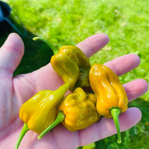 Habanero Mustard