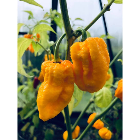 Nagabrain Yellow