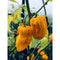 Nagabrain Yellow