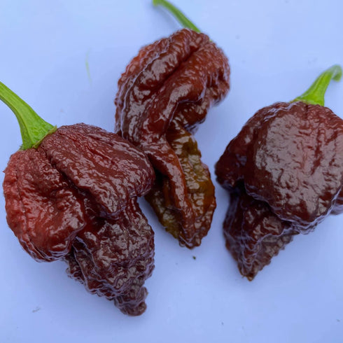 Butch T x 7 Pot Douglah