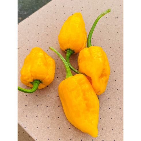 Carboruga Yellow