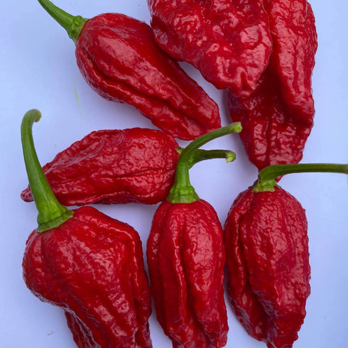 Bhut Jolokia Black BIH