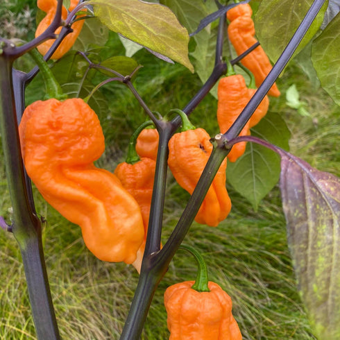 Ghost Yaki Orange