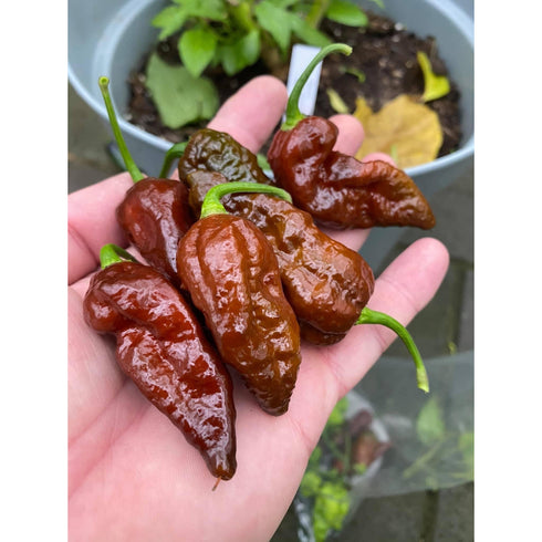 Carboruga Chocolate