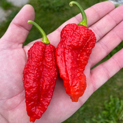 Big Red Mama BRM