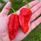 Big Red Mama BRM