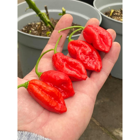 Carbanero Red