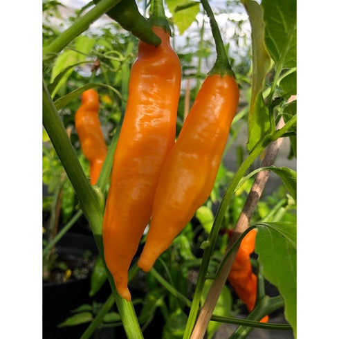 Aji Amarillo