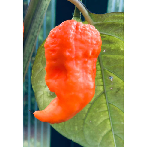 Ghost Yaki Orange