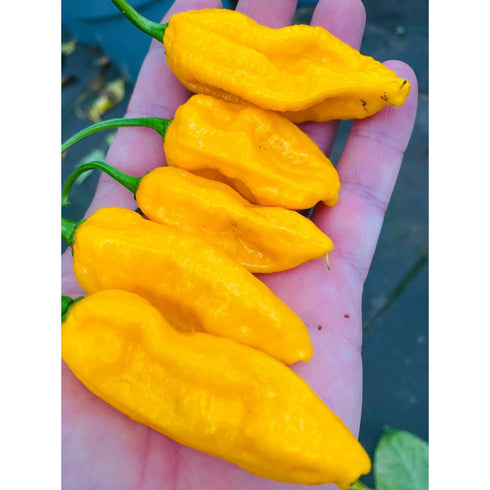 Big Yellow Mama BRY