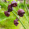 Chocolate Scorpion