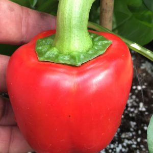 Pimento Chili